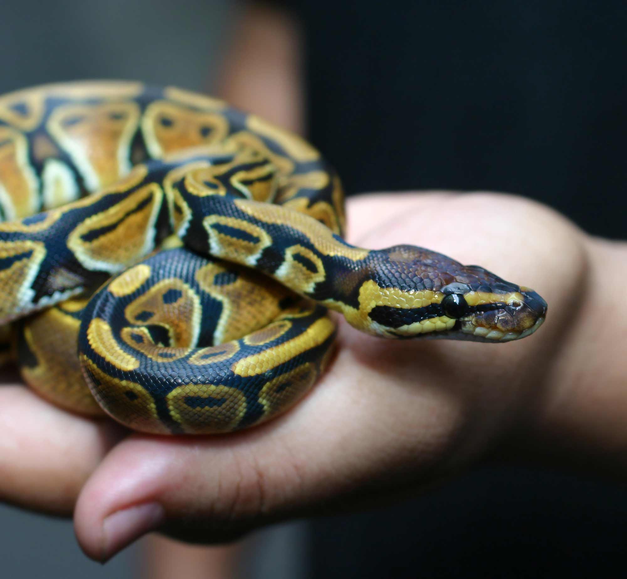 ball-python-reptile-show-in-new-england