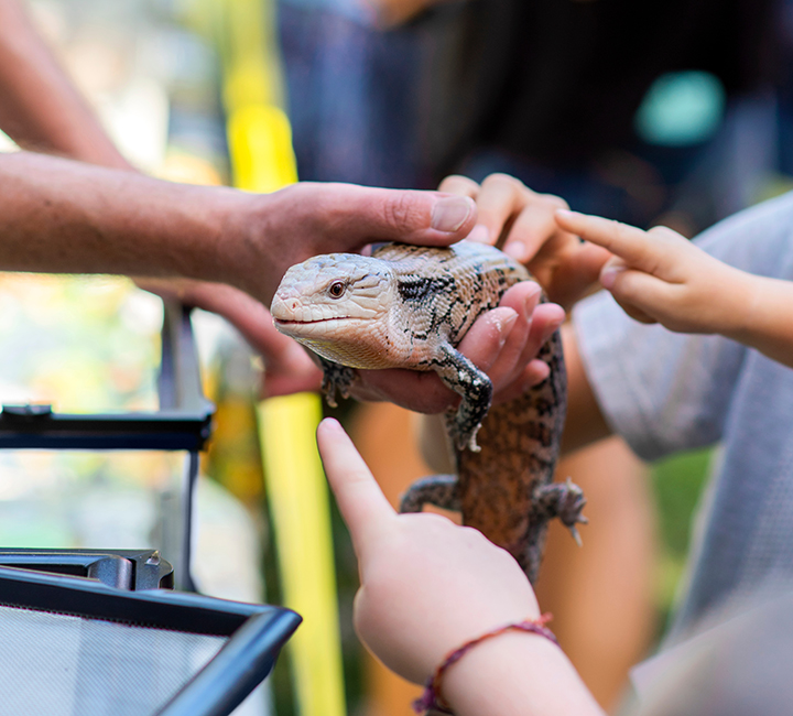 reptile-shows-for-summer-camps-in-new-england