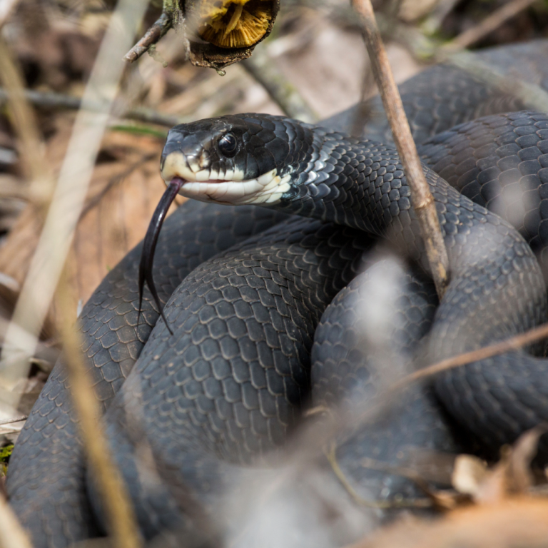 Black Snake Showdown: Rat vs. Racer