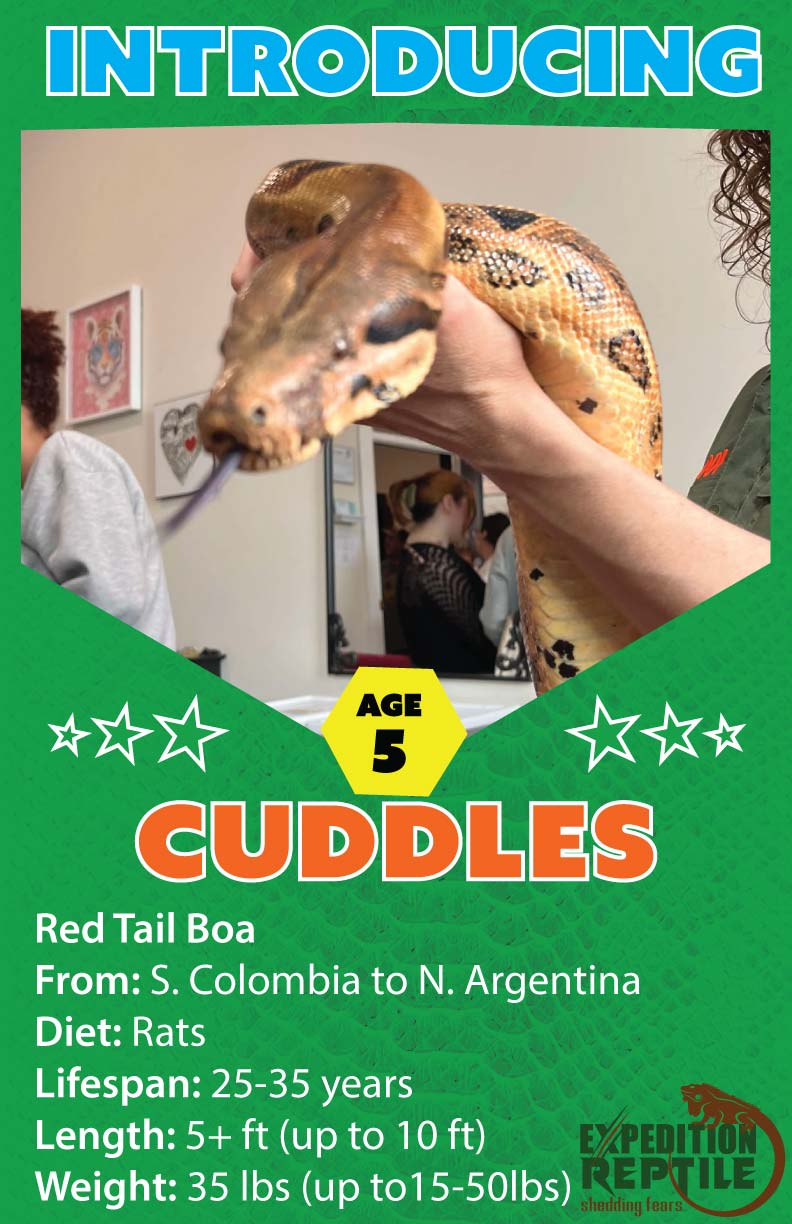 Cuddles the Boa! Cuddles the Boa!