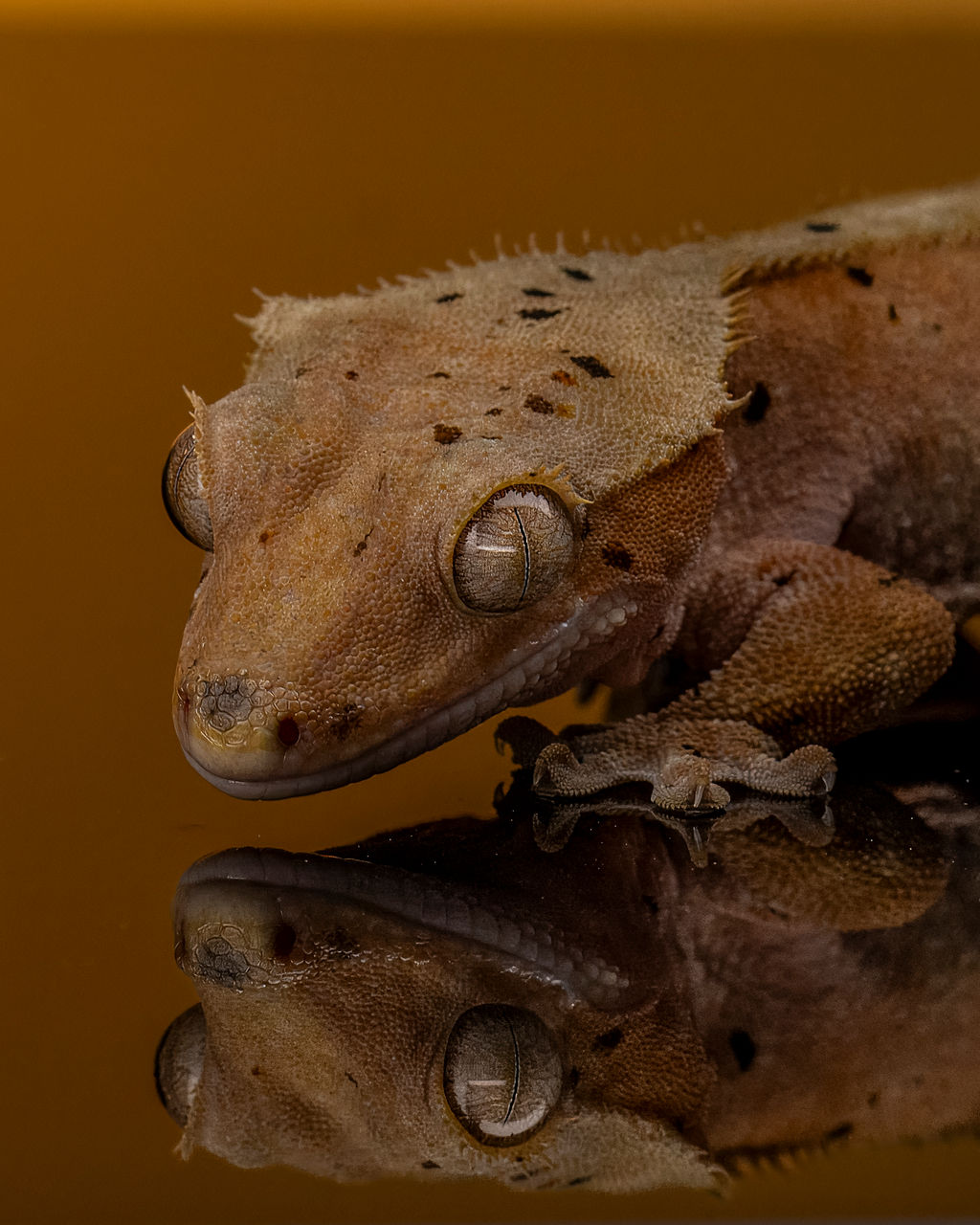 _DSC8451