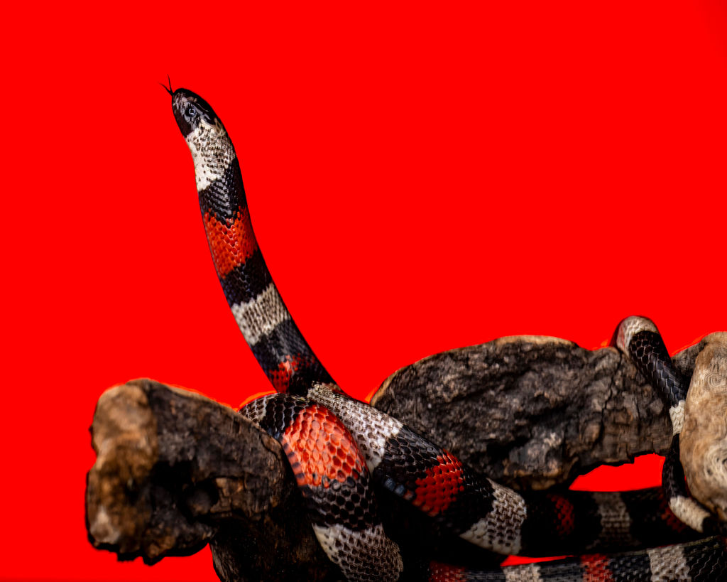 Reptile Photography Rentals Reptile Photography Rentals