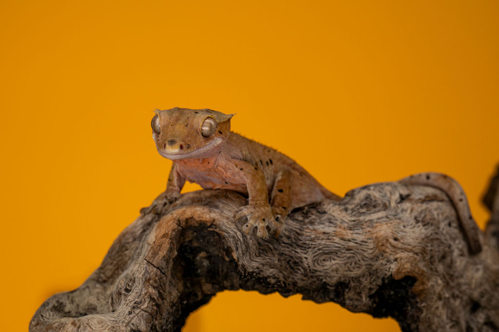 Reptile Photography Rentals Reptile Photography Rentals