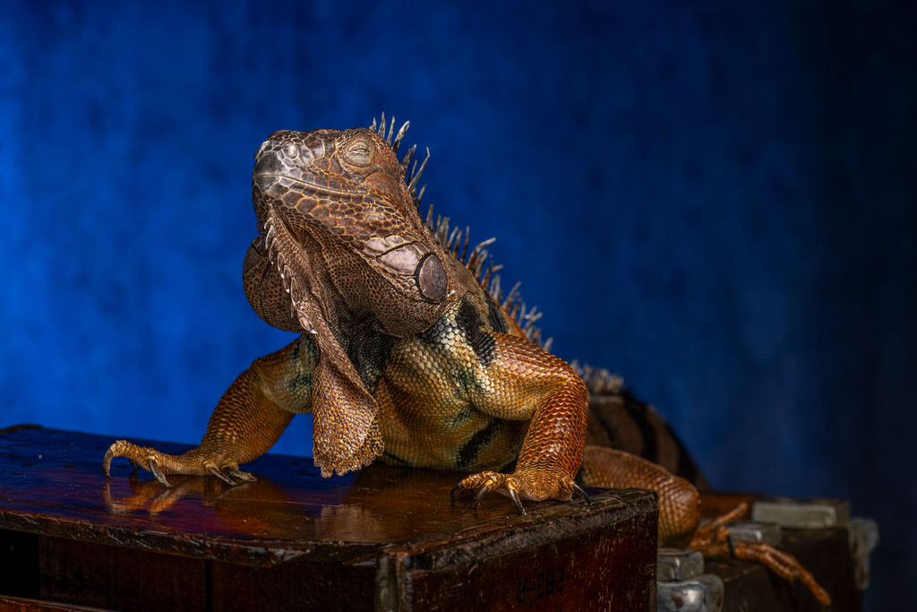 Preparing Heroes: Reptile Handling Workshops for First Responders at Expedition Reptile LLC Preparing Heroes: Reptile Handling Workshops for First Responders at Expedition Reptile LLC