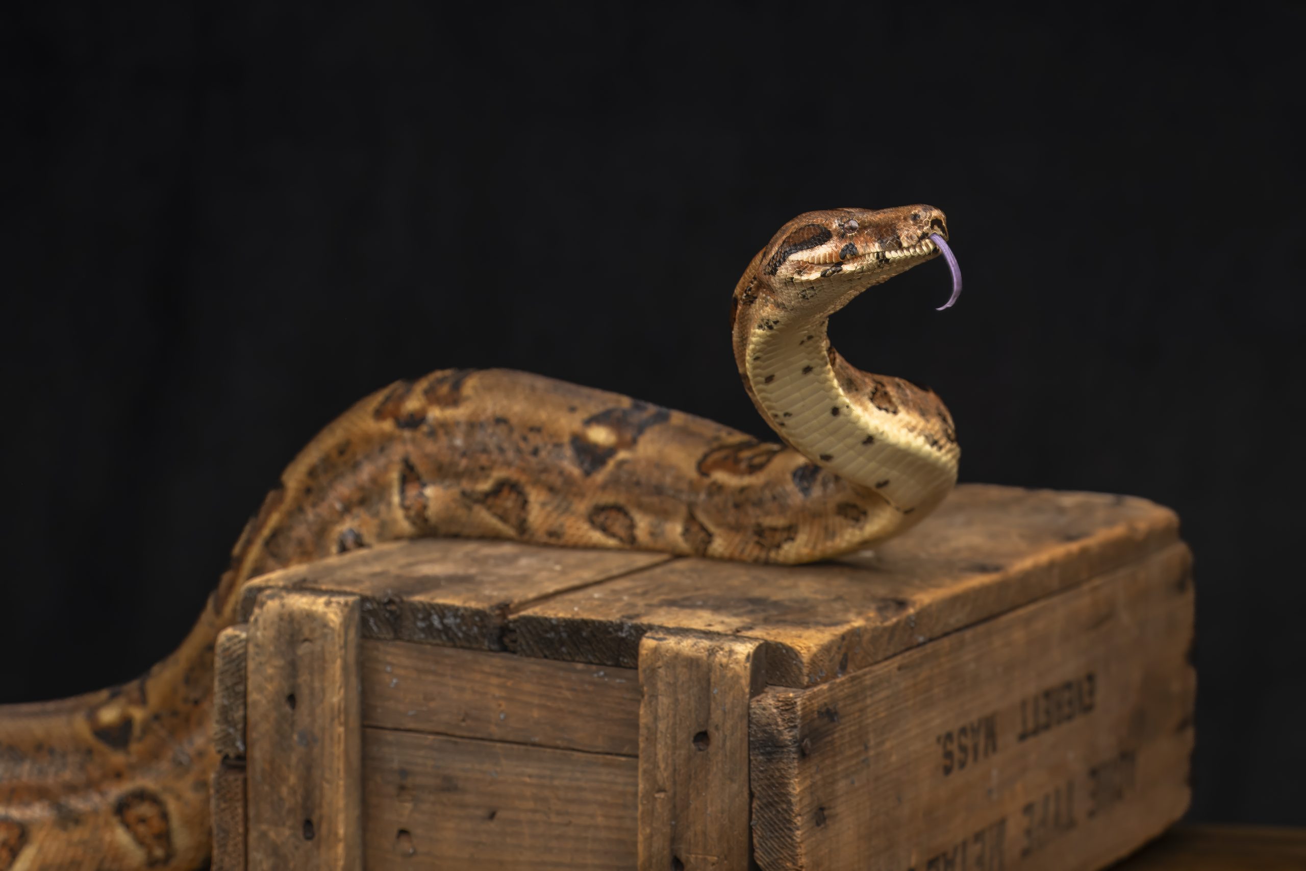 Cuddles the 30 lb boa constrictor