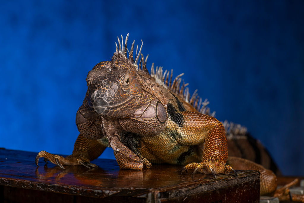 Expedition Reptile Shows in New England Expedition Reptile Shows in New England