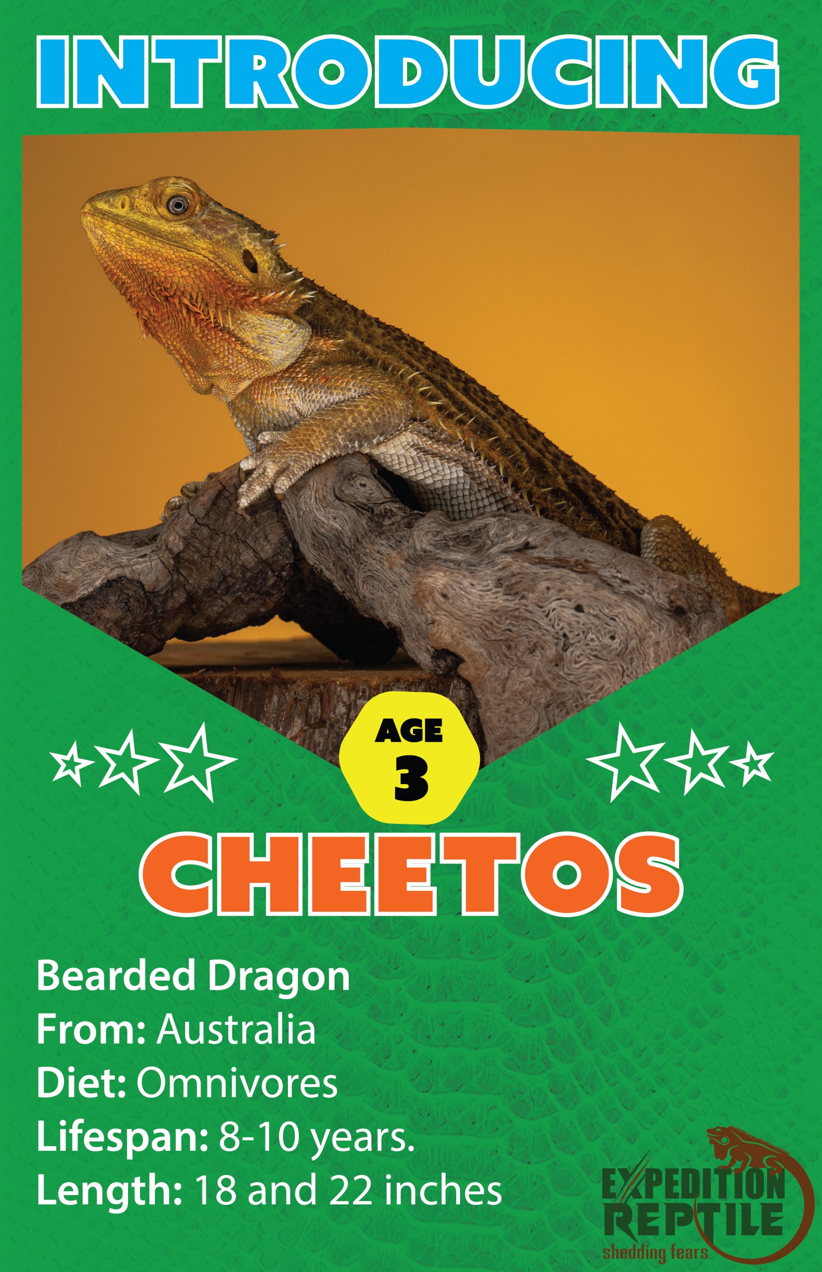 Cheetos, The Bearded Dragon