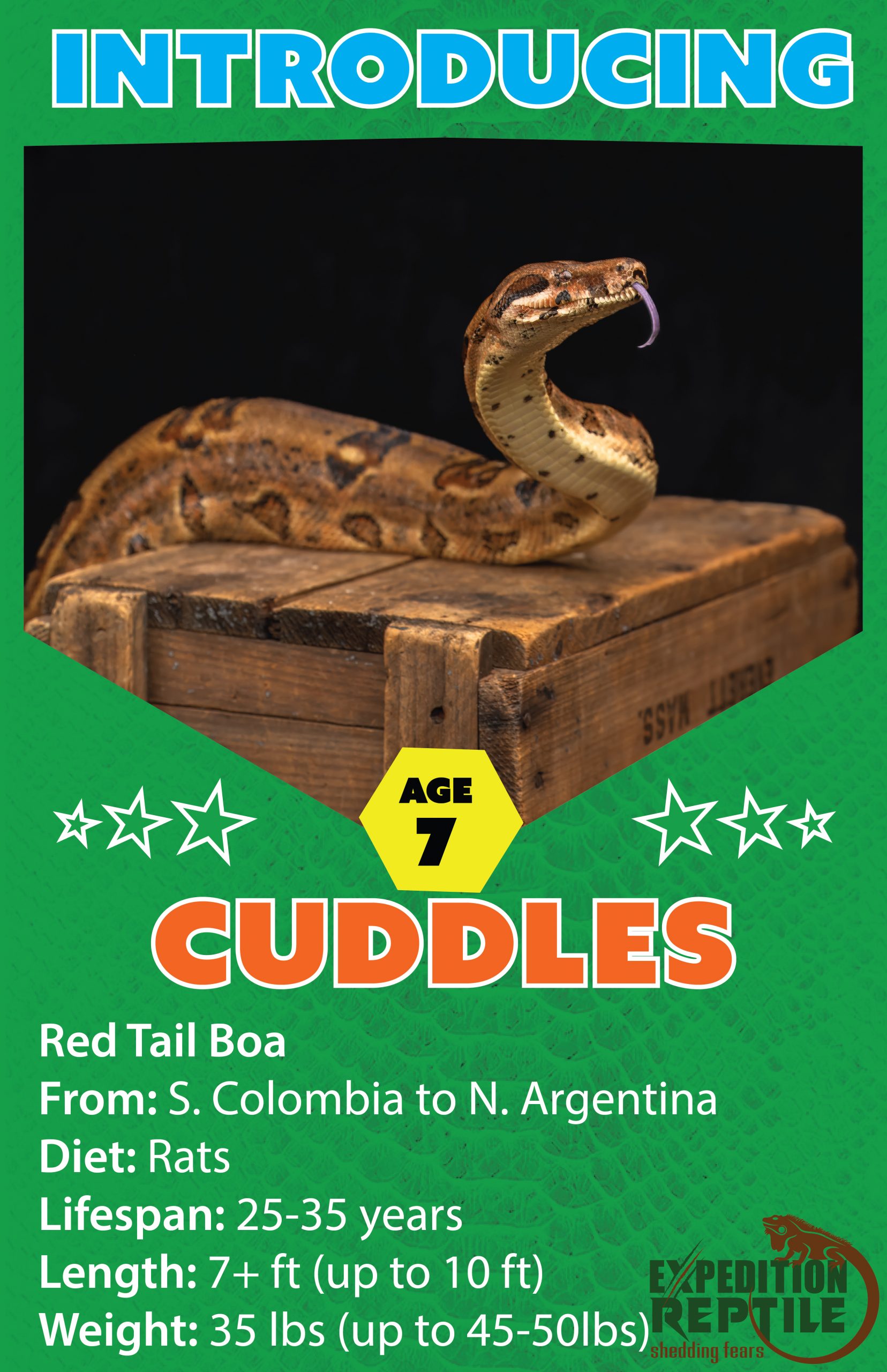 Cuddles the Red Tail Boa Constrictor