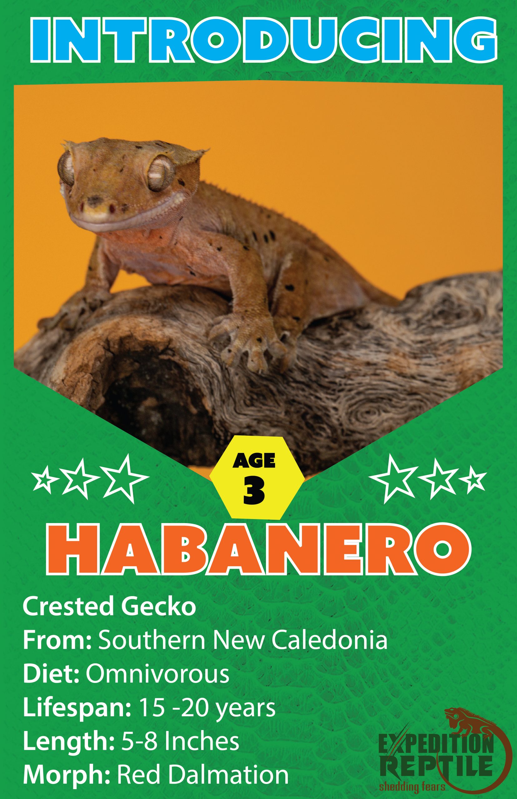 Dalmatian Crested Gecko