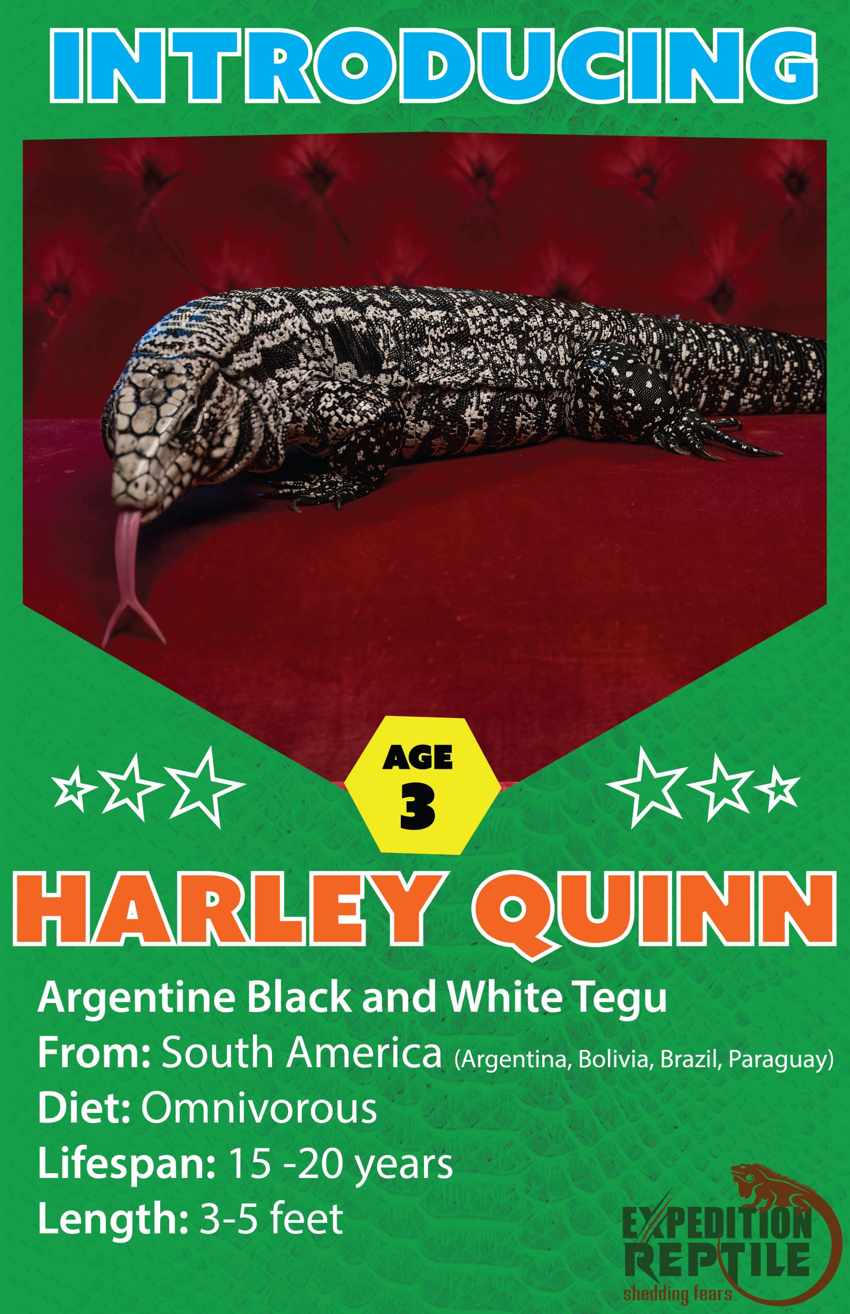 Harley, The Argentine Black and White Tegu