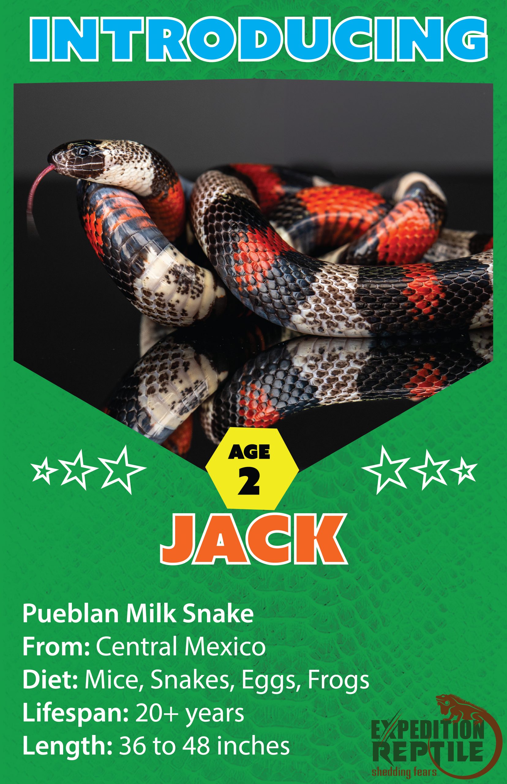 Jack, The Milk Snake