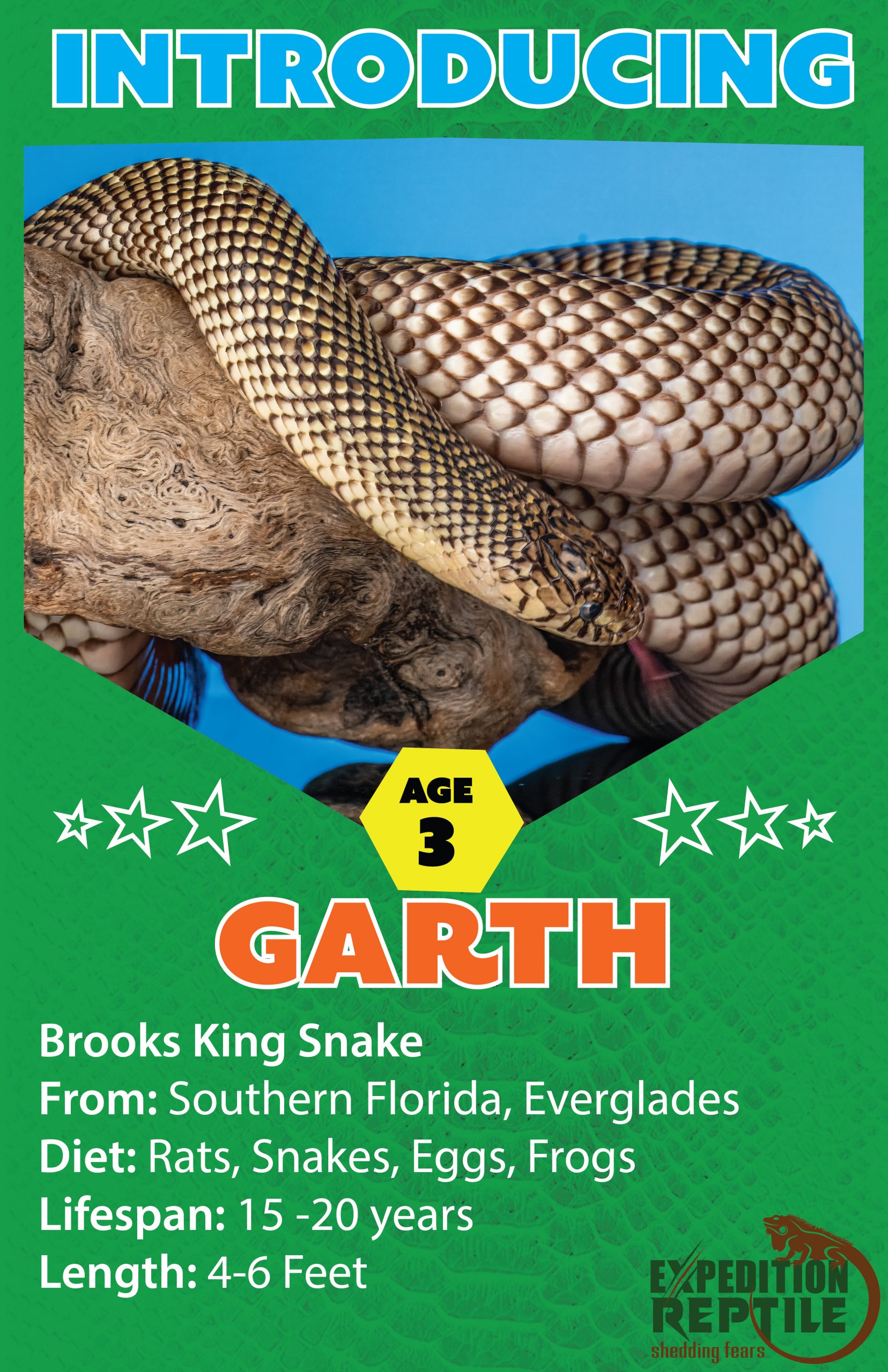 Florida Brooks King Snake