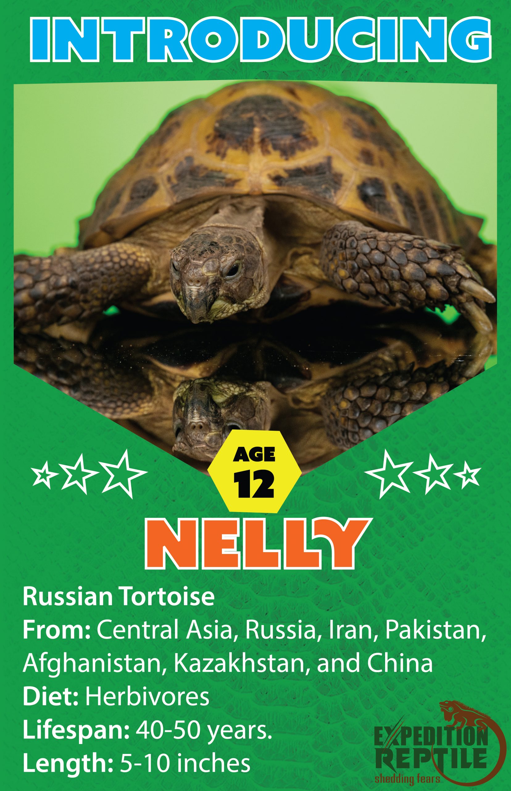 Nelly, The Russian Tortoise