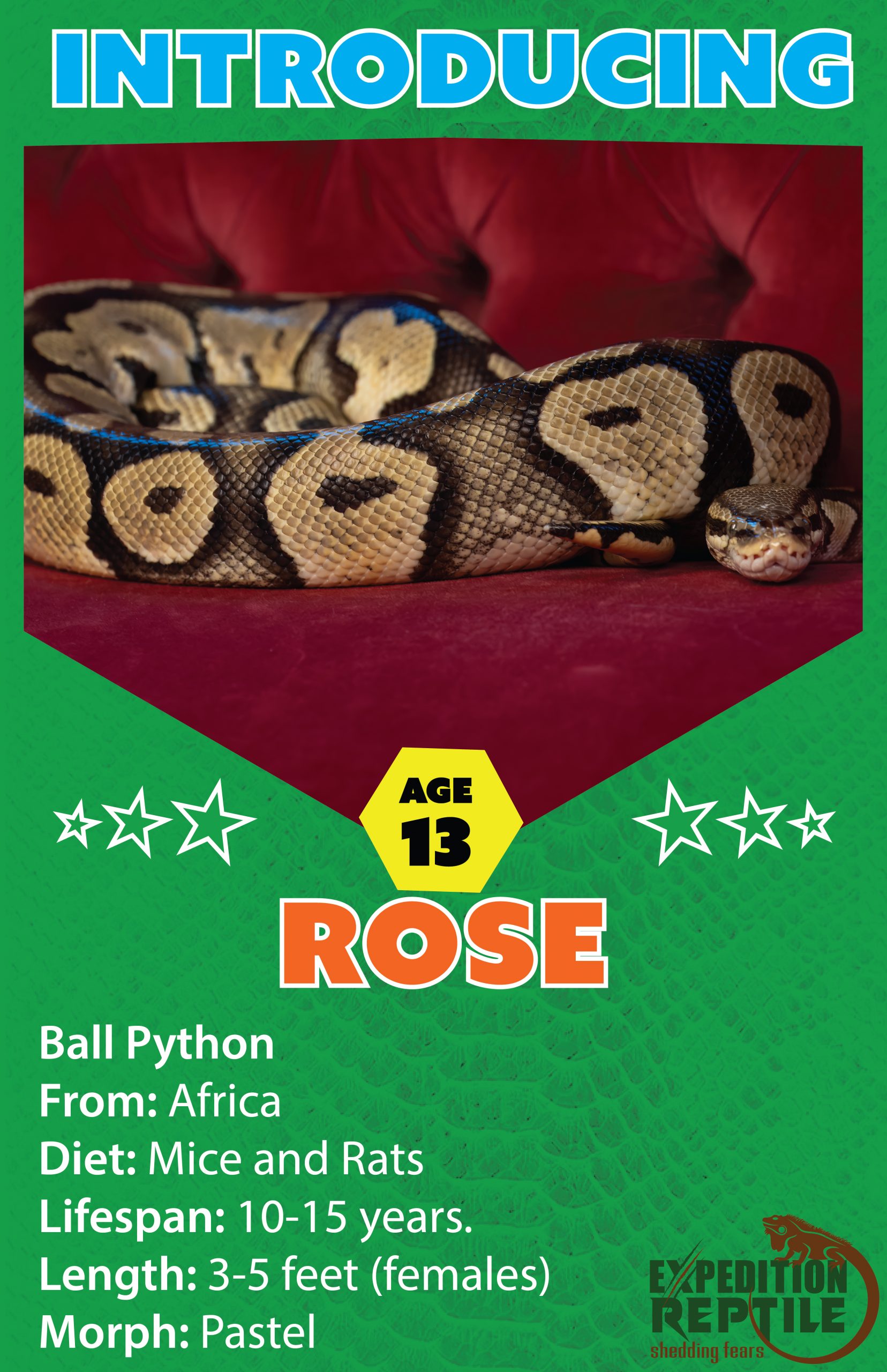 Rose, The Ball Python