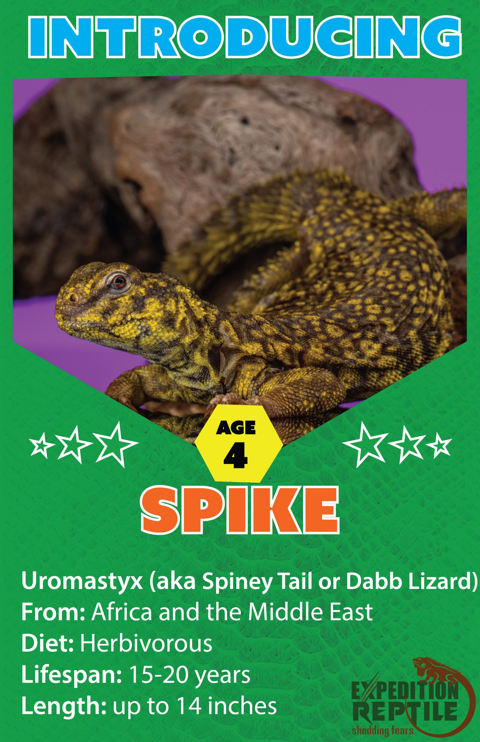 Spike, the Uromastyx