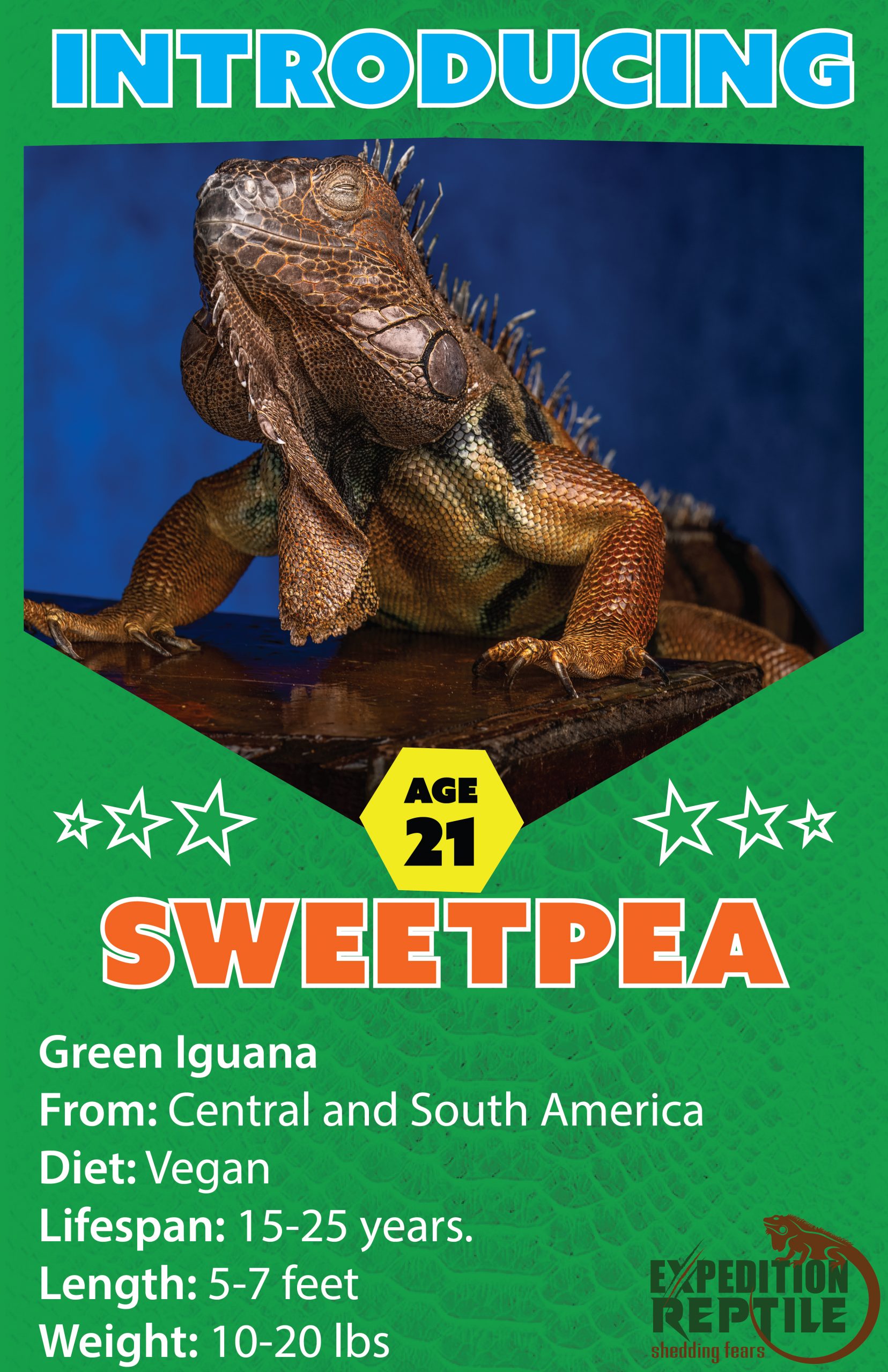 Sweetpea the Green Iguana