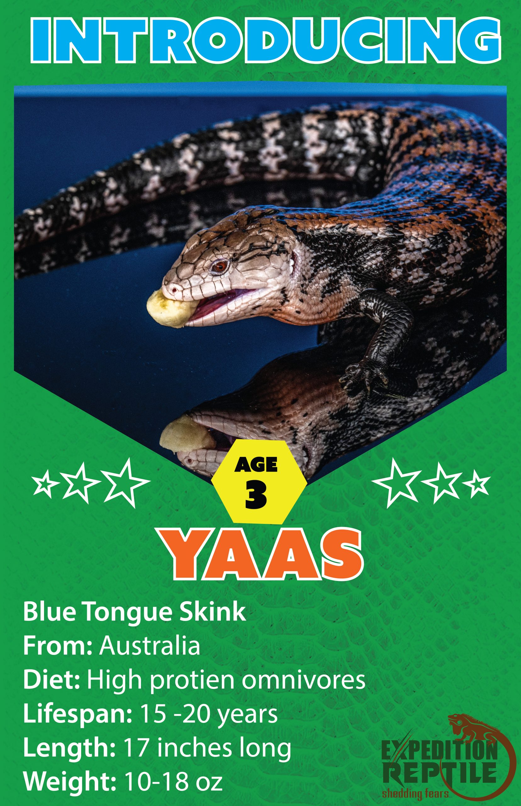 Yaas, the Blue Tongue Skink