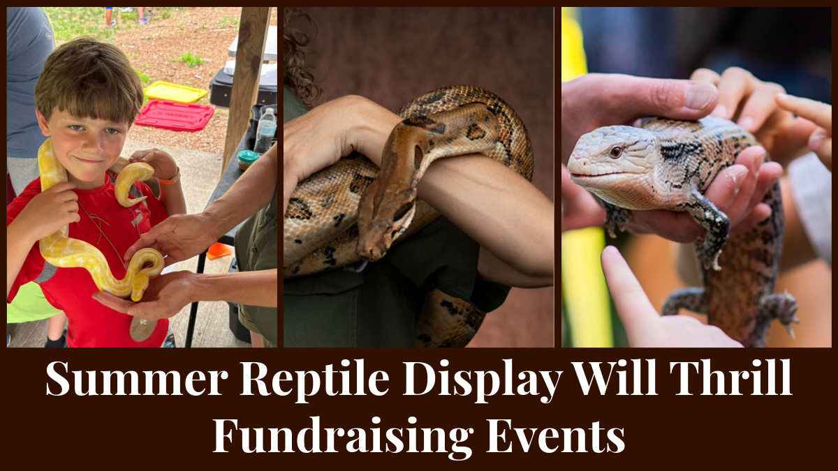 Summer Reptile Display Will Thrill Fundraising Events