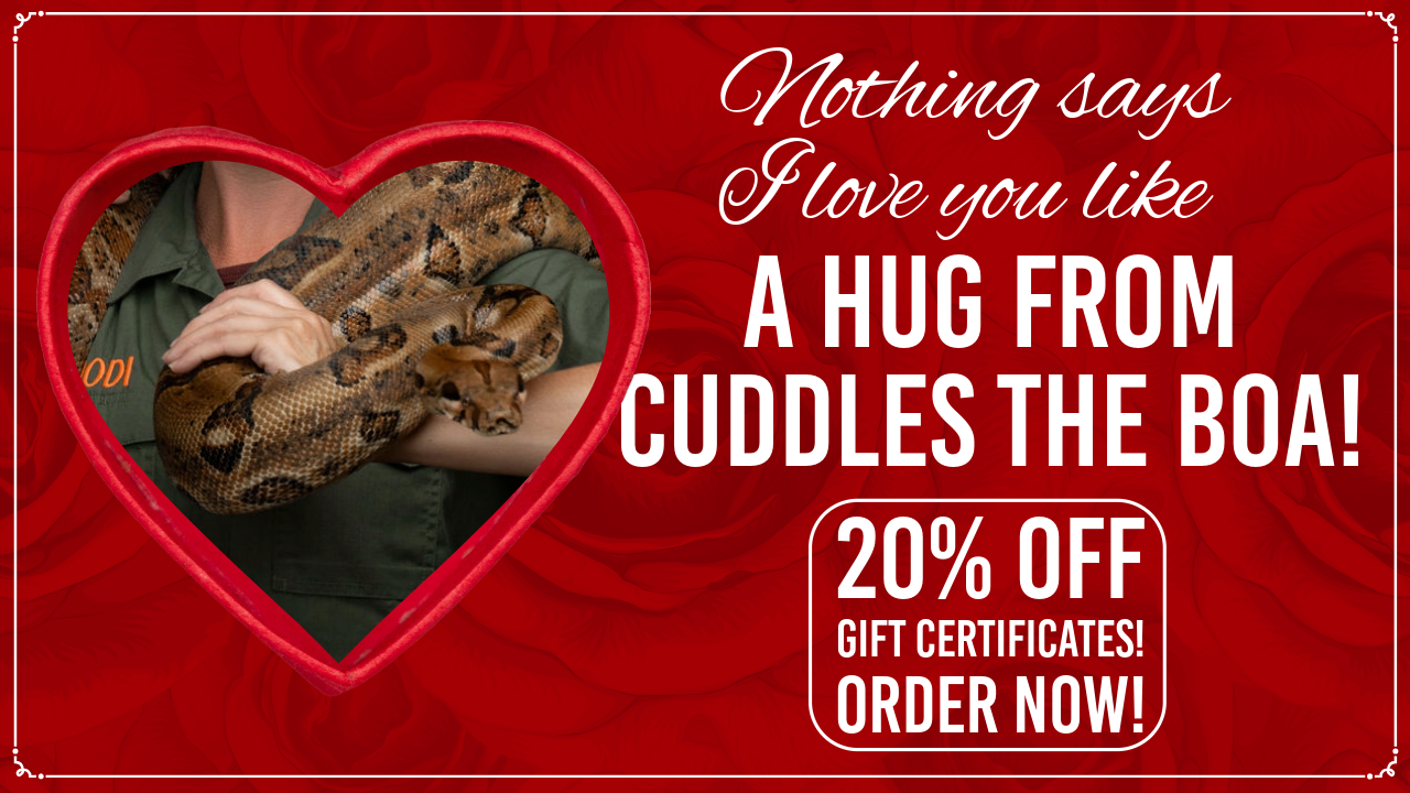 20% off gift certificates, order now, February only!
