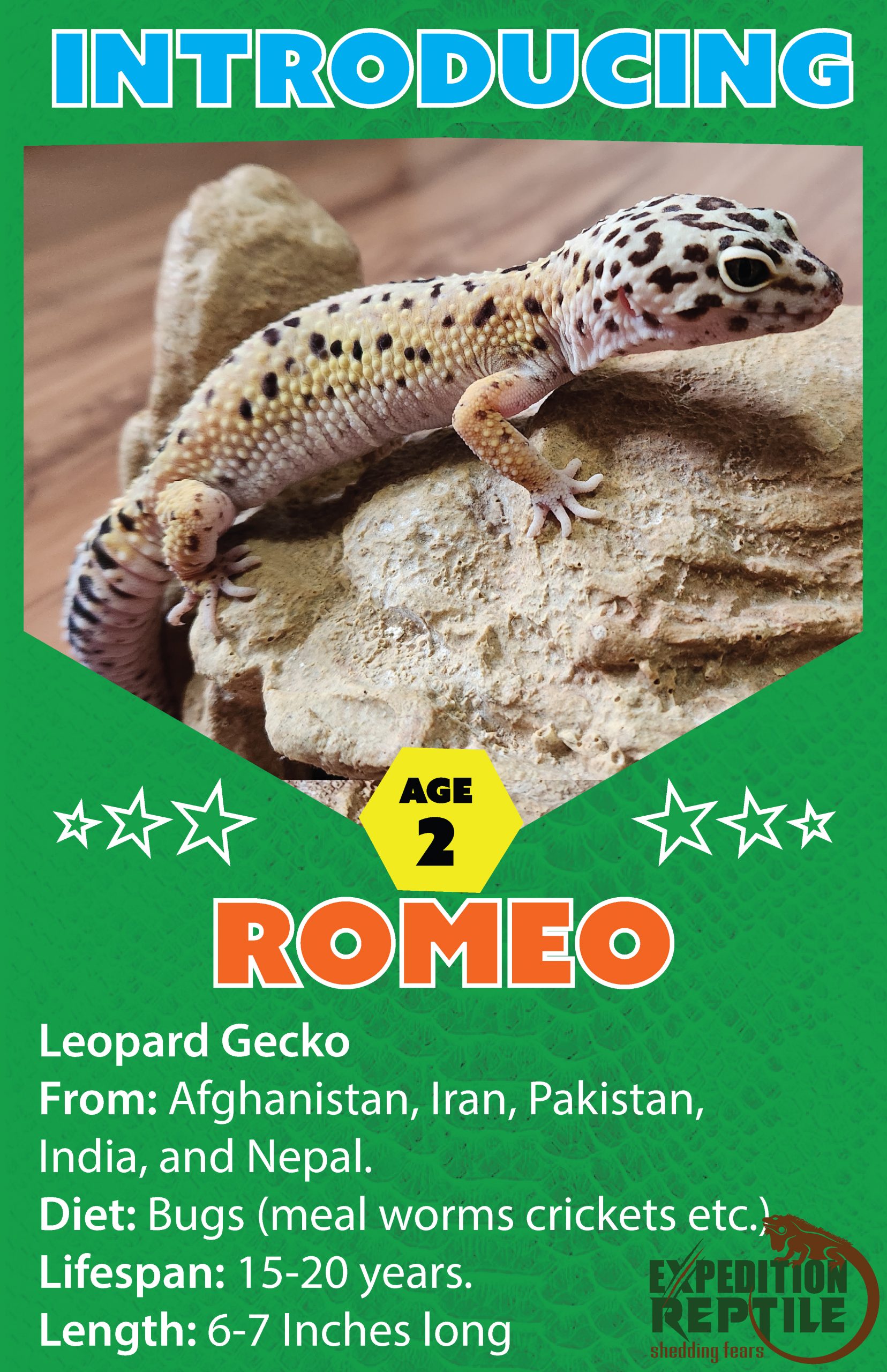 Romeo The Leopard Gecko
