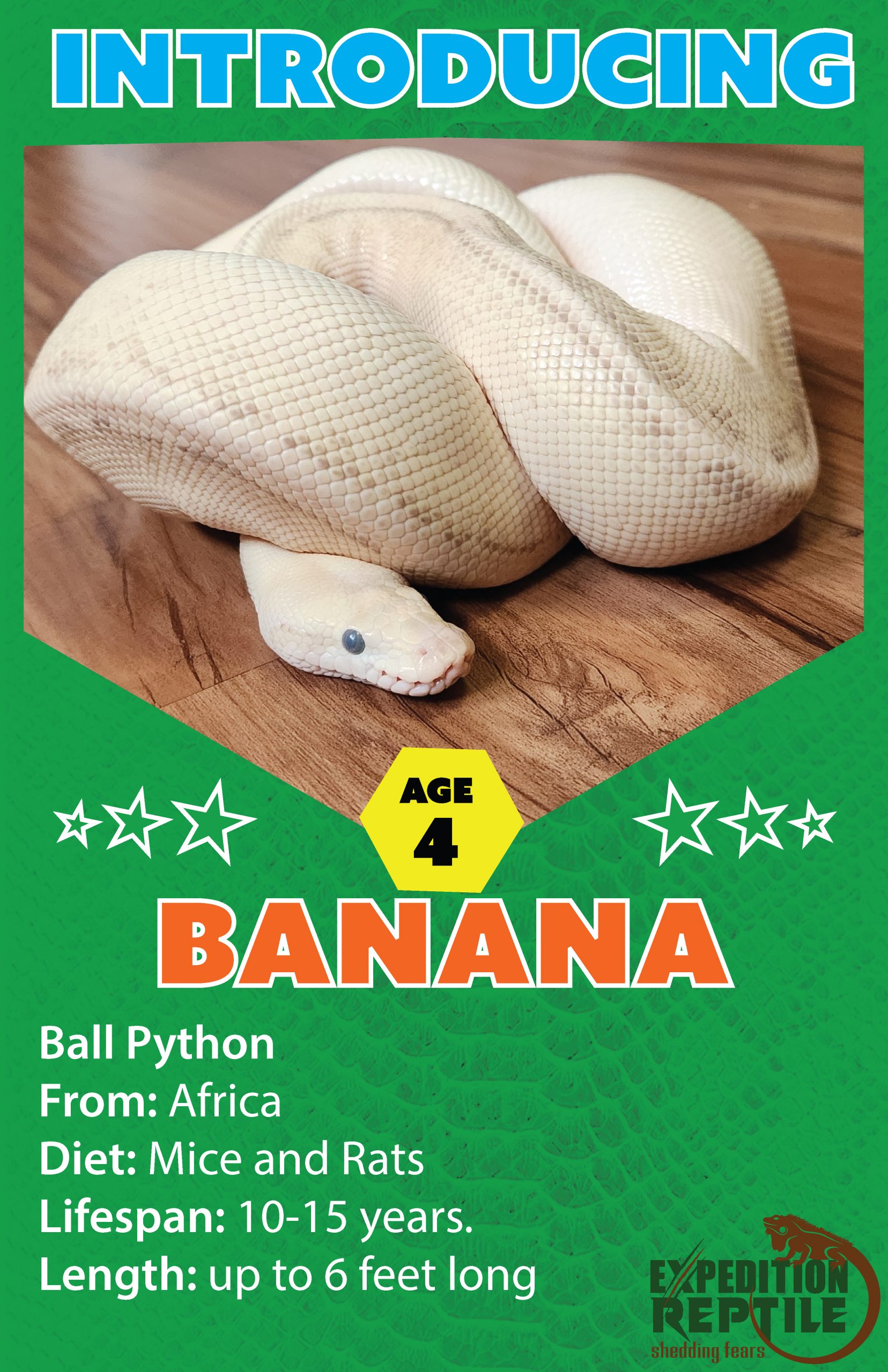 Banana The Ball Python
