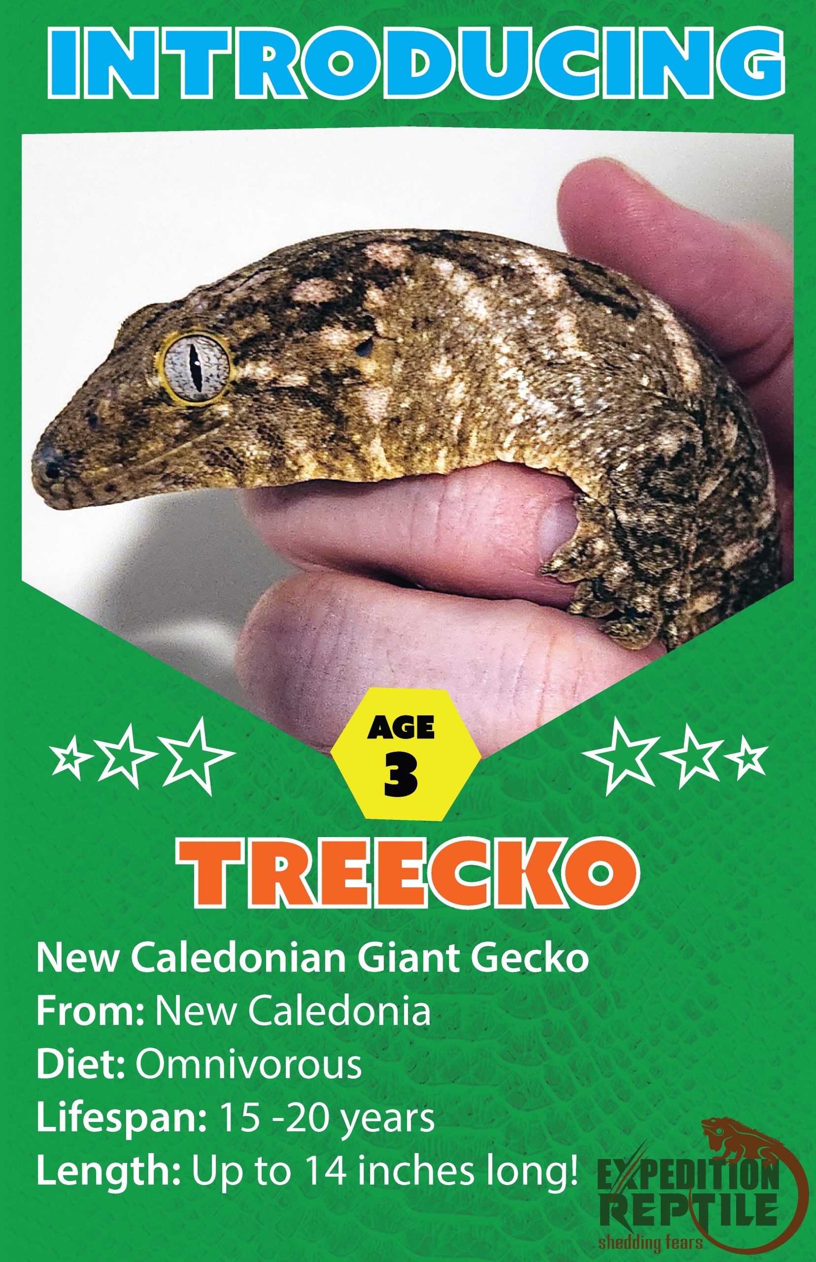 Treecko The Gecko