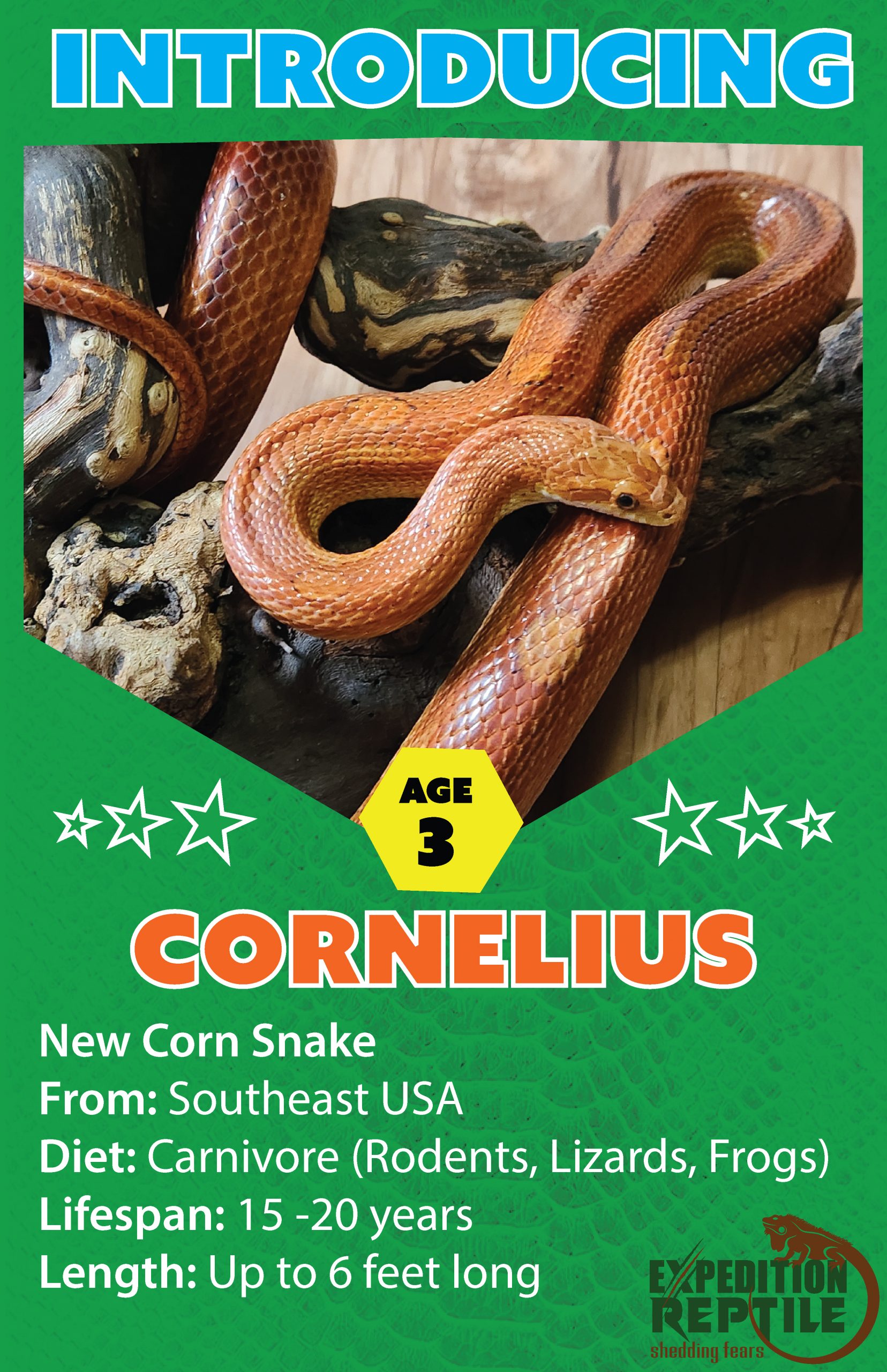 Cornelius the Corn Snake