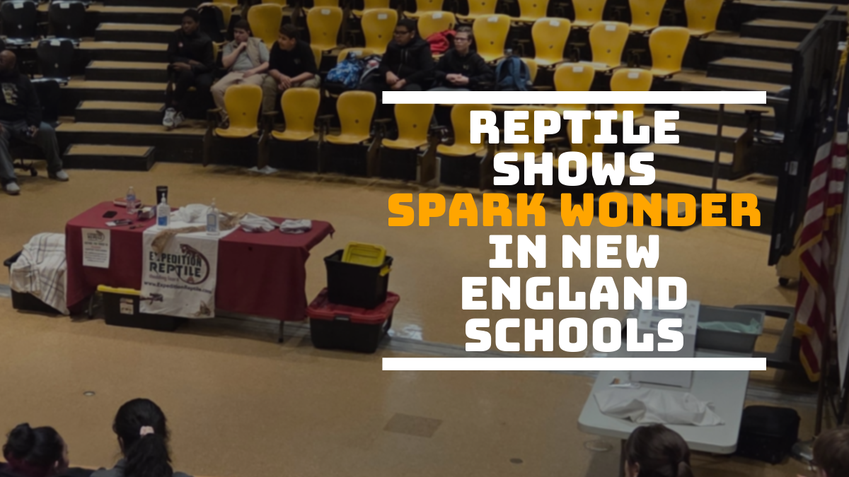 Reptile Shows Spark Wonder in New England Schools