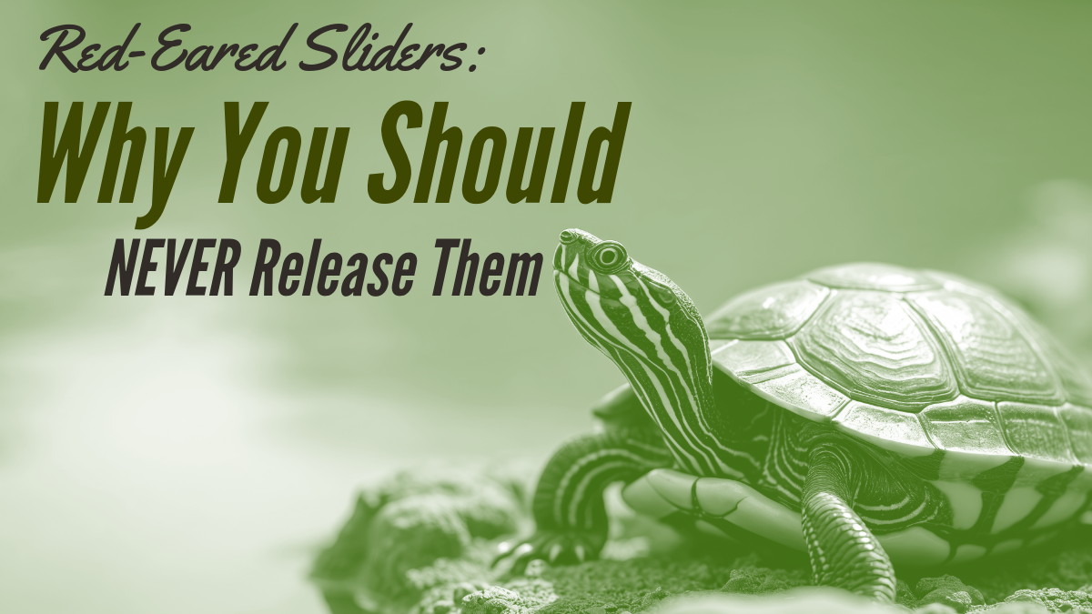 Red-Eared Sliders Why You Should Never Release Them
