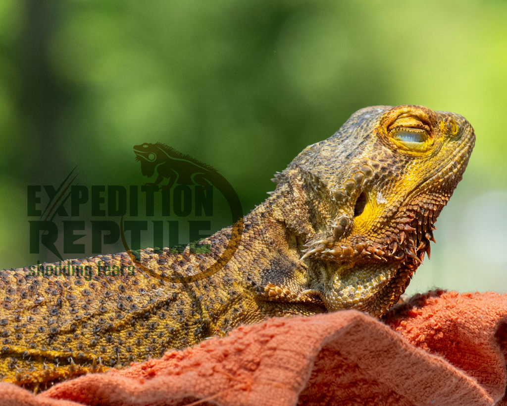 Cheetos the Bearded Dragon Cheetos the Bearded Dragon