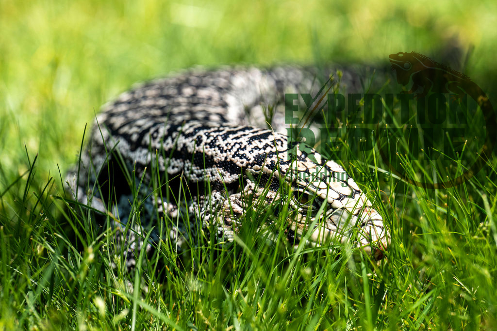 Harley The Tegu Harley The Tegu
