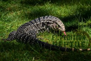 Harley The Tegu