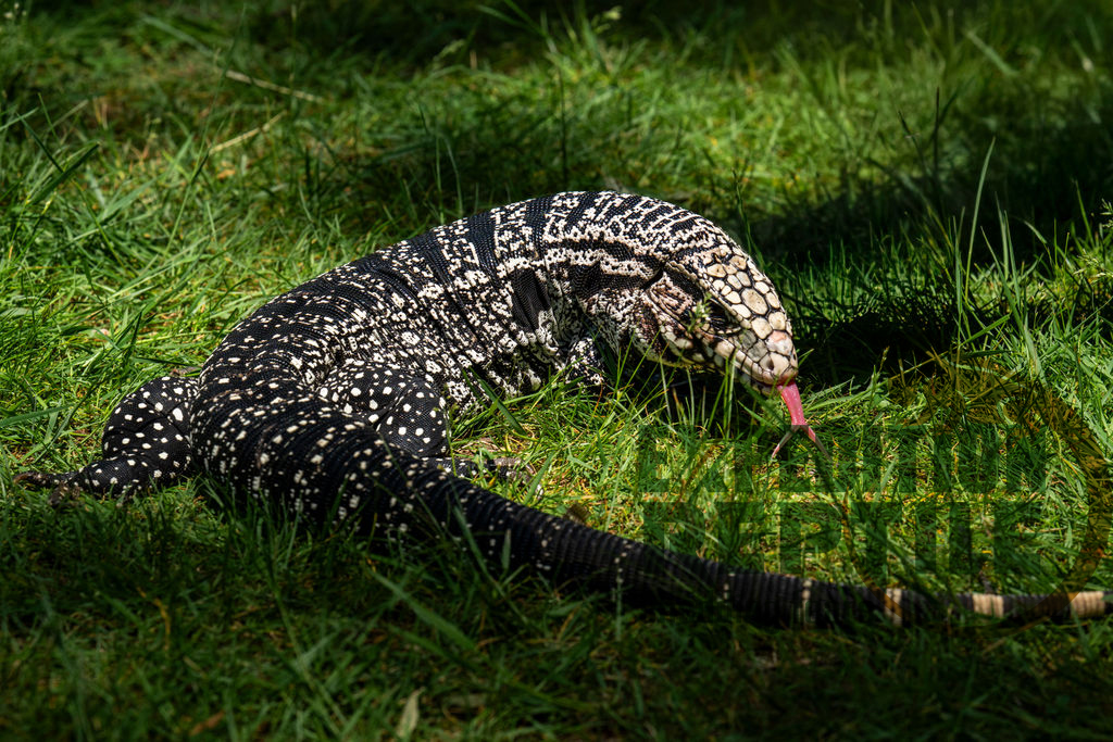 Harley The Tegu Harley The Tegu