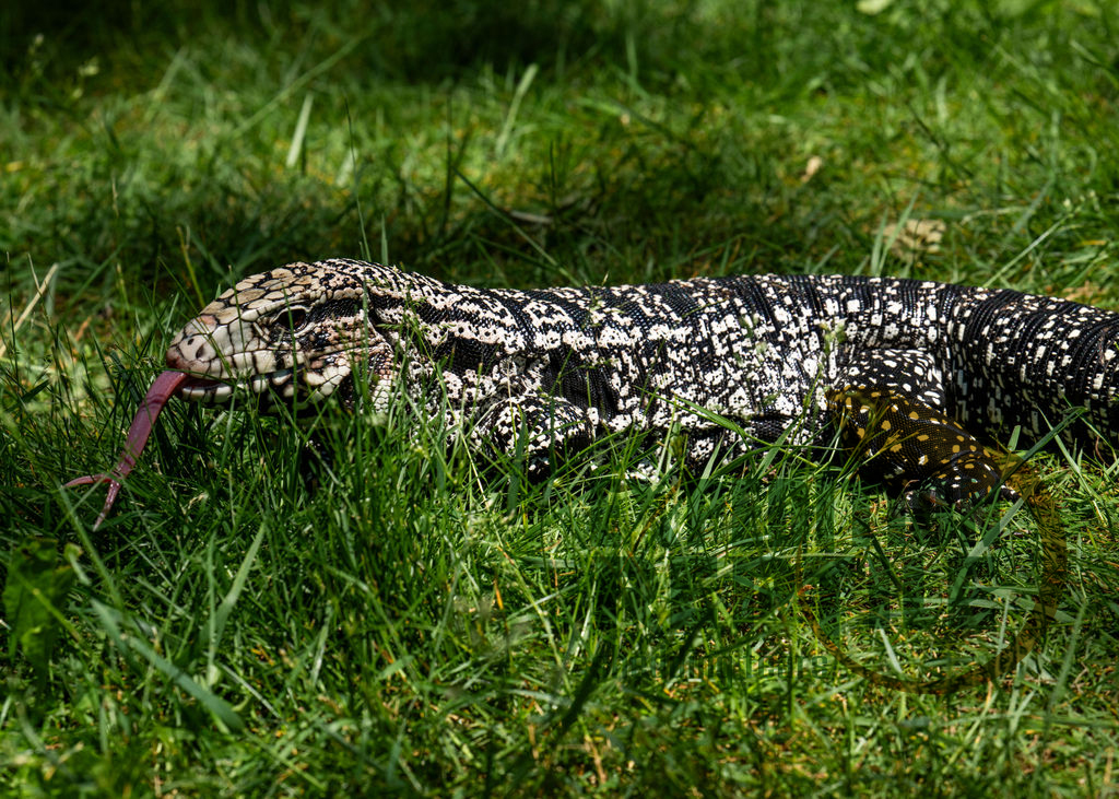 Harley the Tegu Harley the Tegu