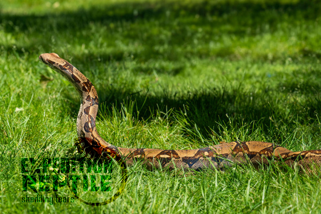 Cocoa the Boa Cocoa the Boa