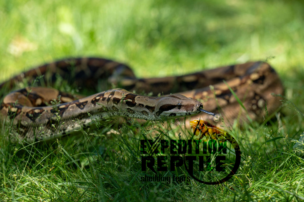 Cocoa the Boa Cocoa the Boa