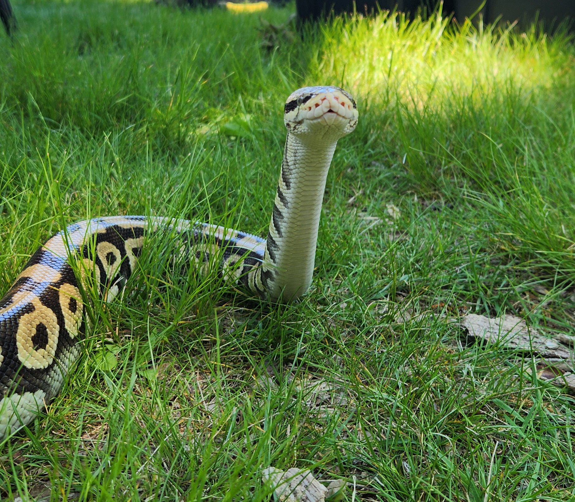 Birthday Party Reptile Shows in New England