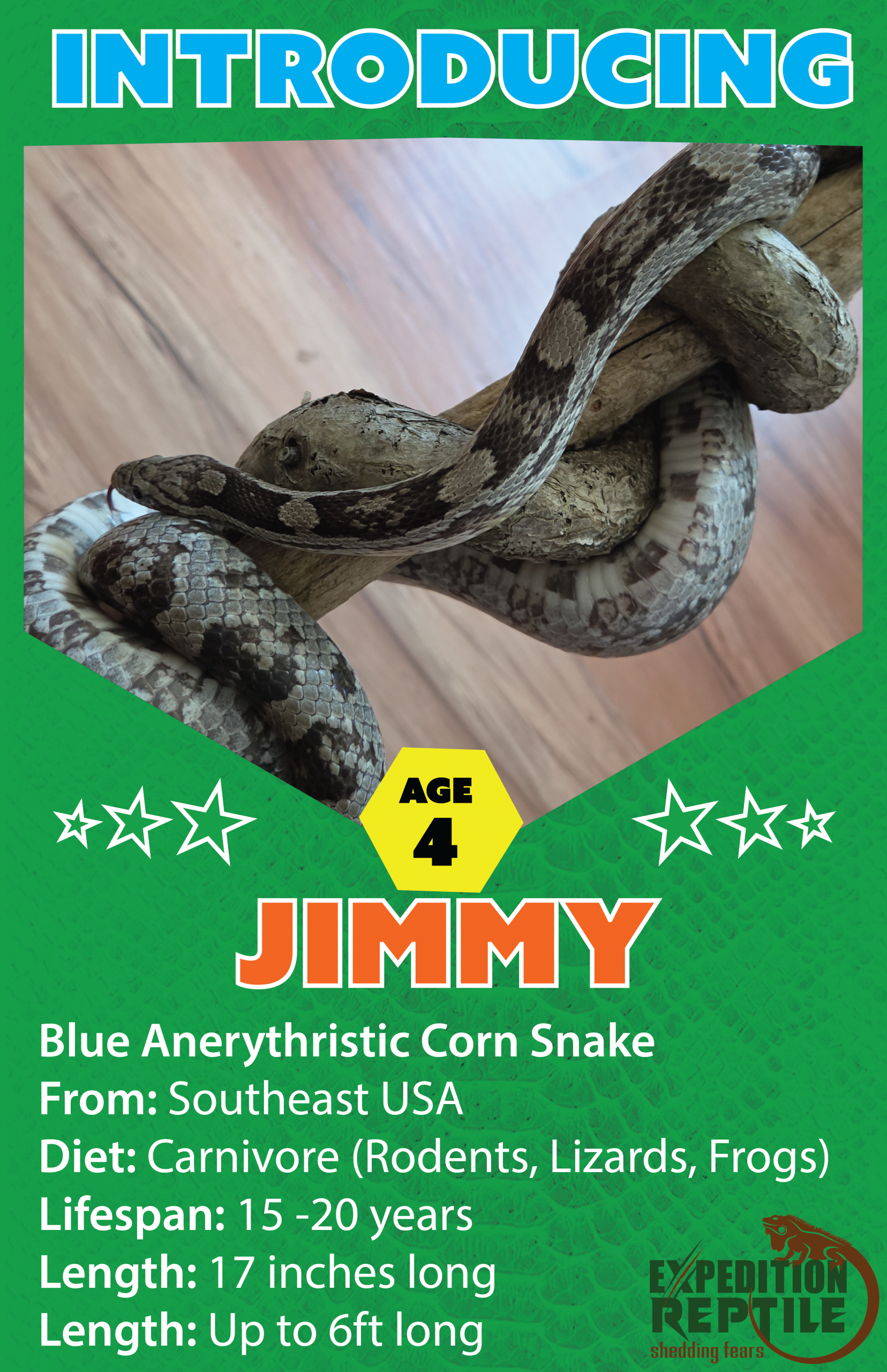 Jimmy The Corn Snake