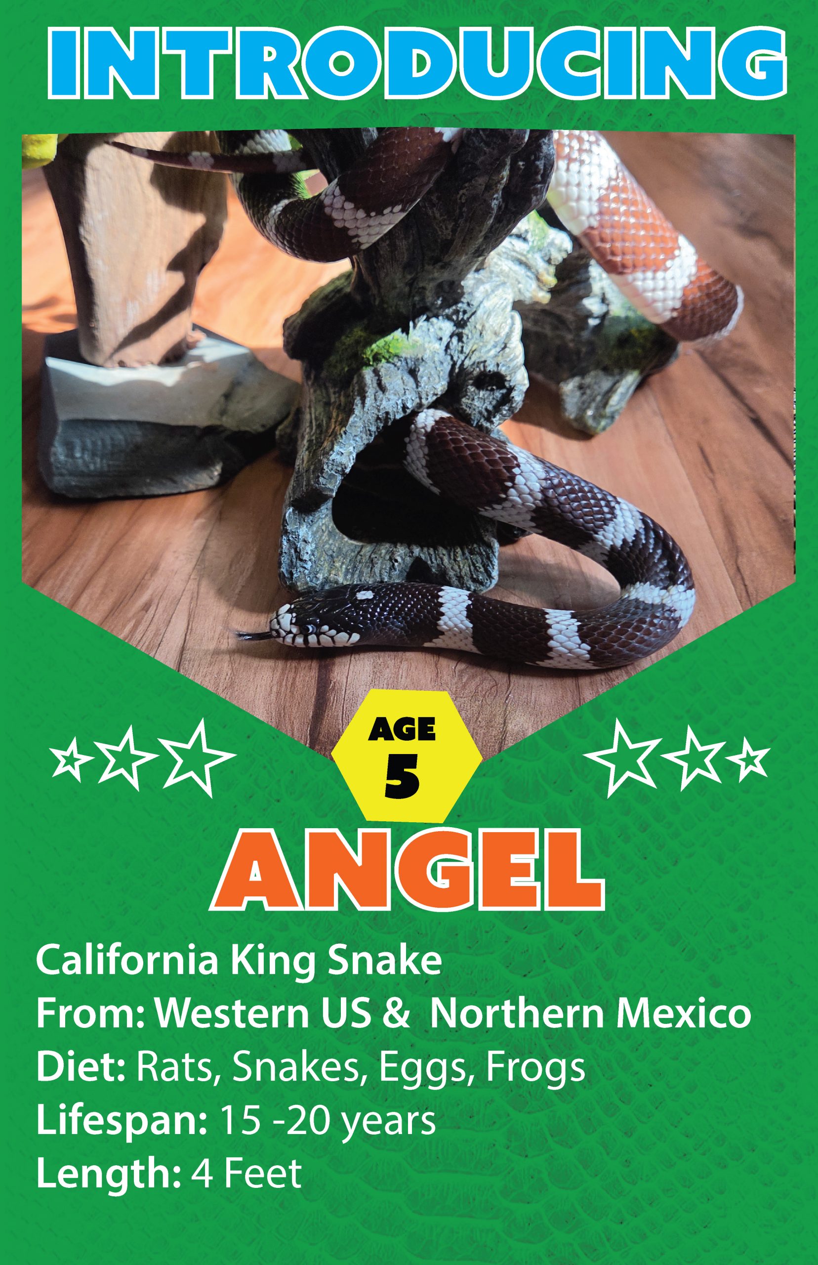 Angel The California King Snake