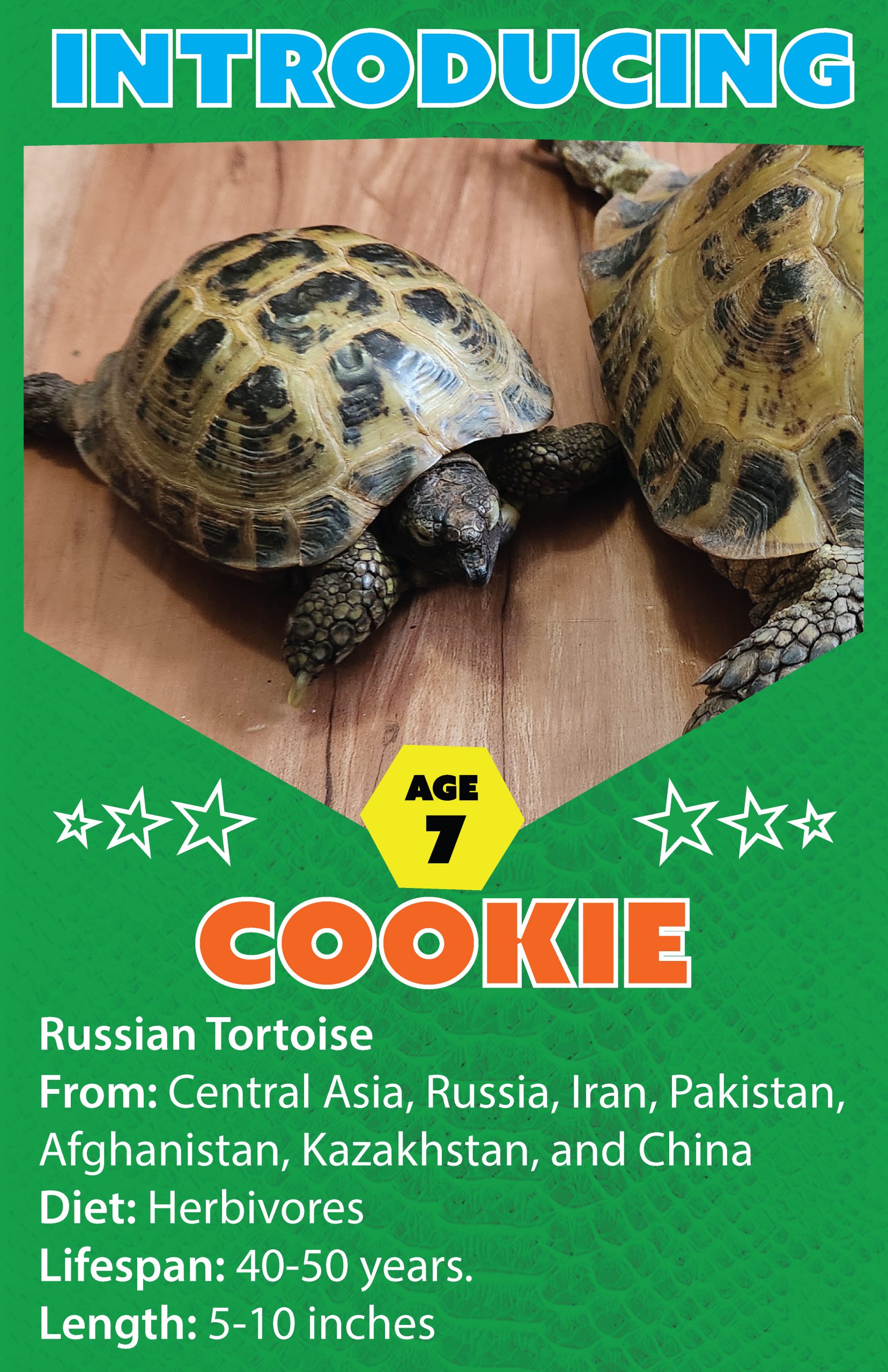 Cookie the Russian Tortoise