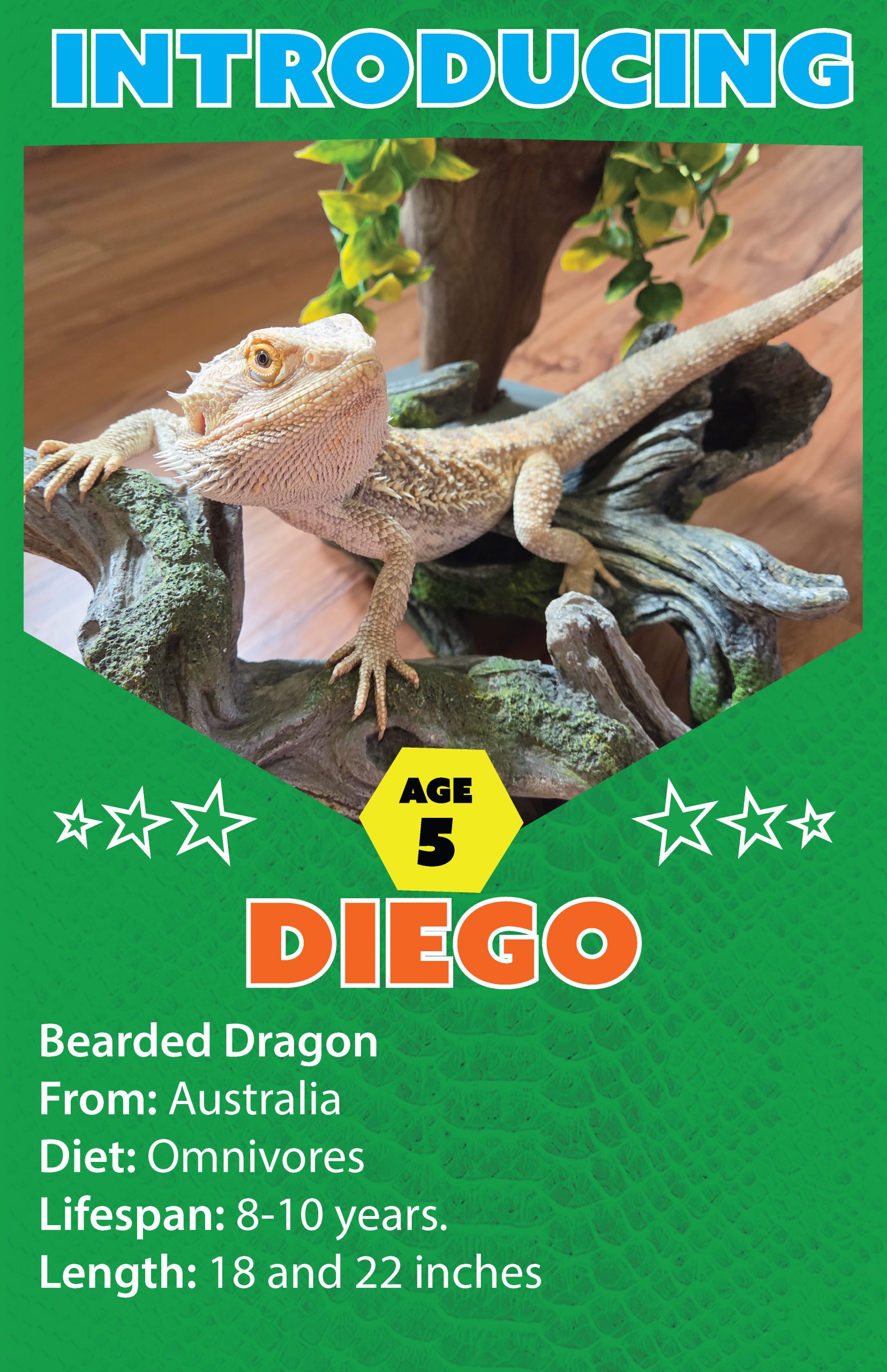 Diego the Bearded Dragon