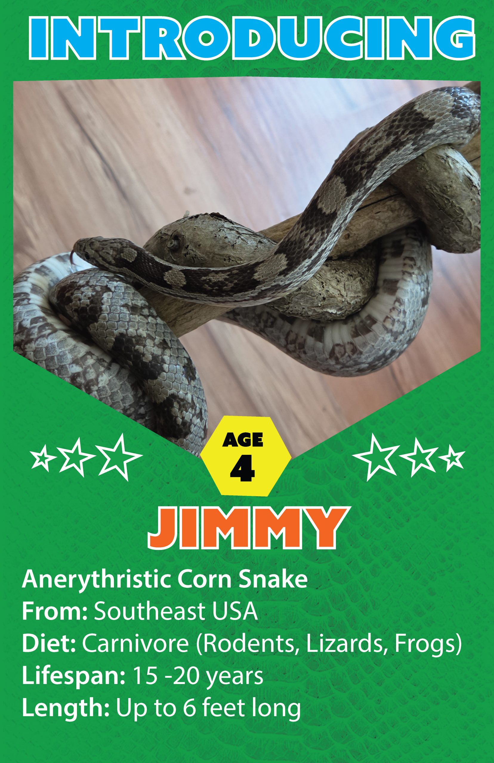 Jimmy The Corn Snake