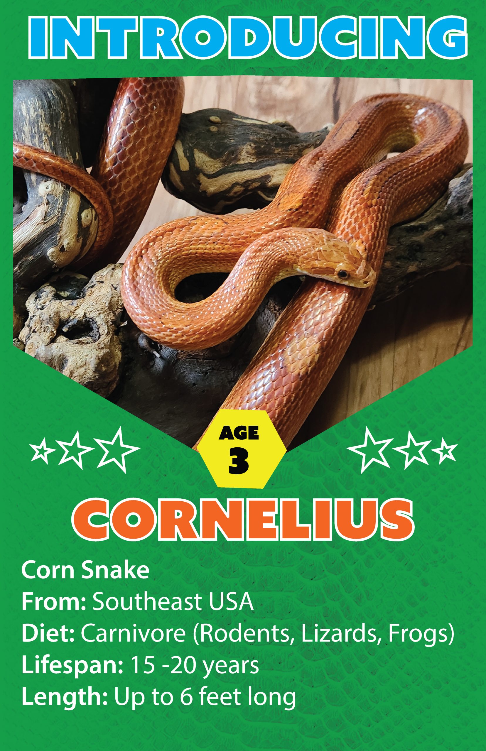 Cornelius The Corn Snake