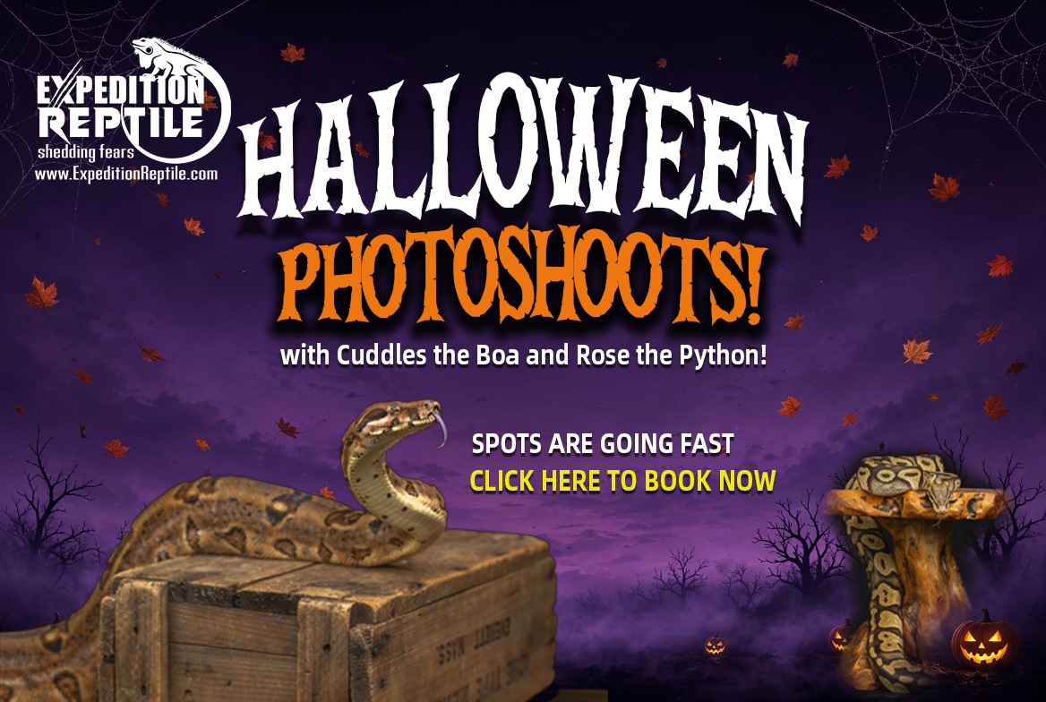 Book your Halloween Photoshoot with Cuddles the Boa and Rose the Python
